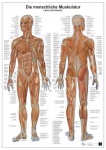 Anatomie-Lerntafel. Die menschliche Muskulatur 