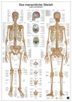 Anatomie-Lerntafel. Das menschliche Skelett 