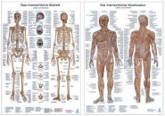 Anatomie-Lehrtafeln im Doppelpack ´ Die menschliche Muskulatur ´ und  ´ Das 