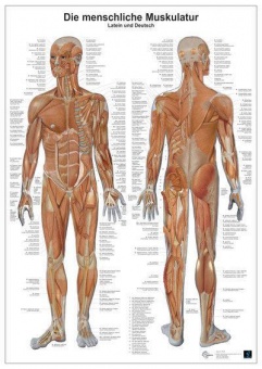 Anatomie-Lerntafel. Die menschliche Muskulatur 