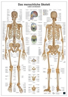 Anatomie-Lerntafel. Das menschliche Skelett 
