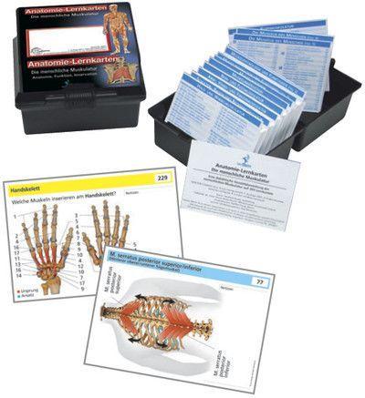 Anatomie-Lernkarten. Die menschliche Muskulatur 