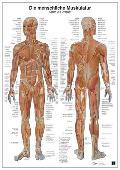 Anatomie-Lerntafel. Die menschliche Muskulatur 