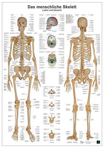Anatomie-Lerntafel. Das menschliche Skelett 